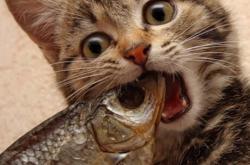 开云体育APP下载-无名英雄诞生夜，奥纳纳爆发，助斗牛士加时险胜波斯铁骑