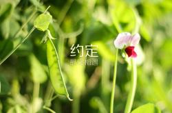 开云体育app-撕裂2026，哈利伯顿一记世纪助攻刺穿未来