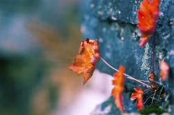 开云sport-黄龙变伯纳乌！广厦上演篮球版欧冠决赛，孙铭徽闪电战击溃浙江