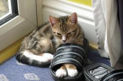 开云体育在线-绿茵与硬木的对话，当梅西式魔法在NBA赛场上演