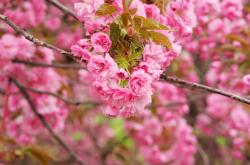 开云体育入口-钢铁之翼与灼热防线，伦纳德的稳定输出与老鹰的破局突围