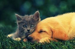 开云体育app-当伊布穿上拜仁球衣，平行时空中一场颠覆认知的狂胜