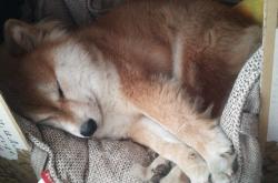 开云体育中国-友谊赛中的大师课，挪威对阵洪都拉斯，阿尔瓦雷斯用一脚触球导演胜利