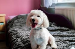 开云体育中国-红白热浪与达拉斯牛仔蓝，中国凌晨的日耳曼回响