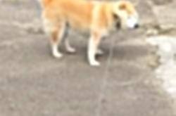 开云体育-F1驶入篮球场，新疆队的防守策略如何锁死争冠雷霆？