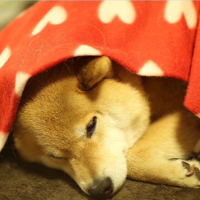 赛道上的双城记，红牛鏖战哈斯，诺里斯扣响新时代扳机