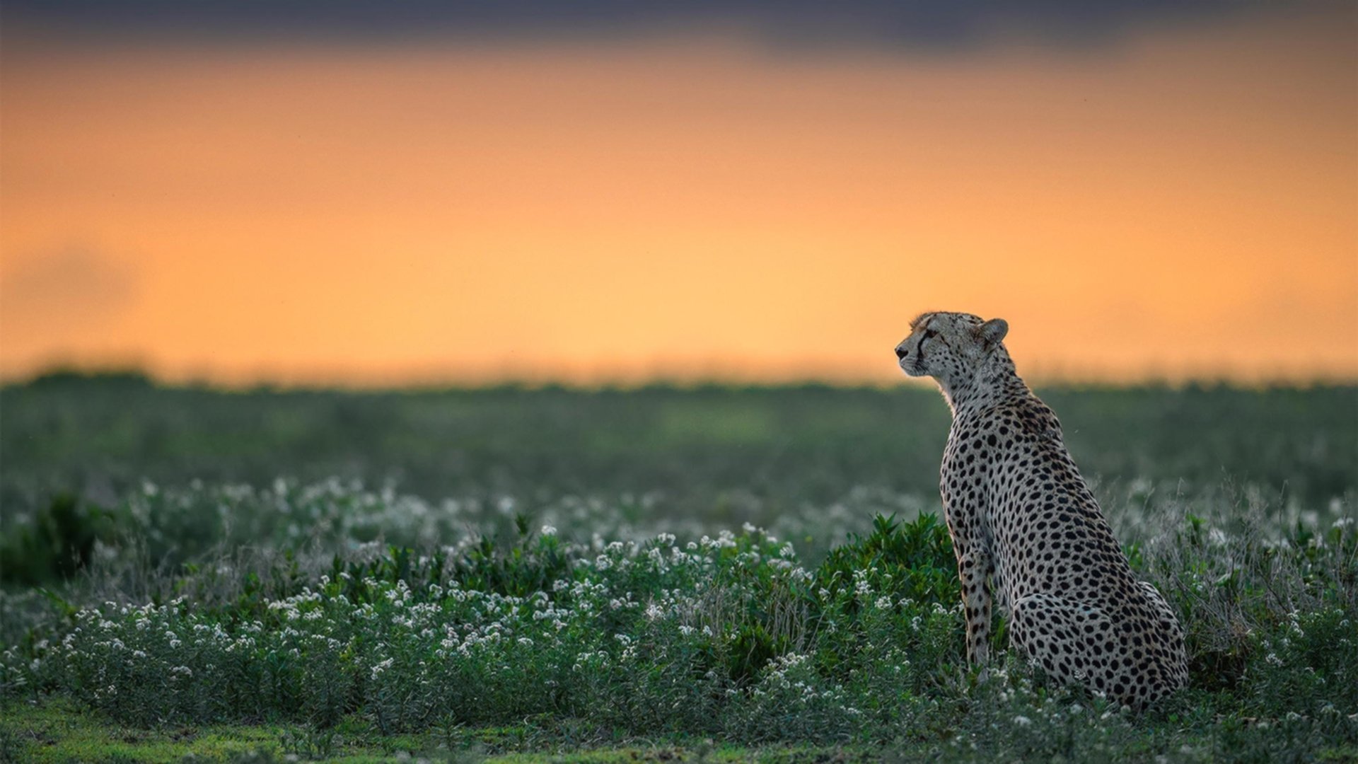 跨界共鸣，辽宁横扫之夜，东契奇独舞另一战场