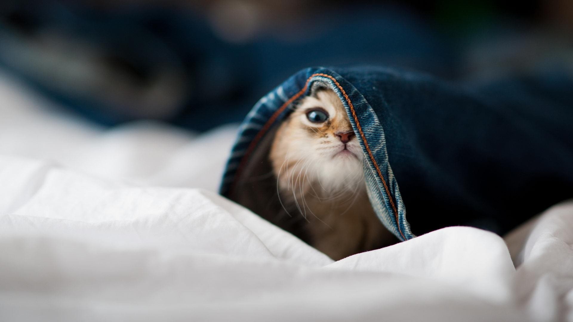 传奇落幕前的最后一剑,阿隆索驾驶阿斯顿马丁绝杀雷诺车队