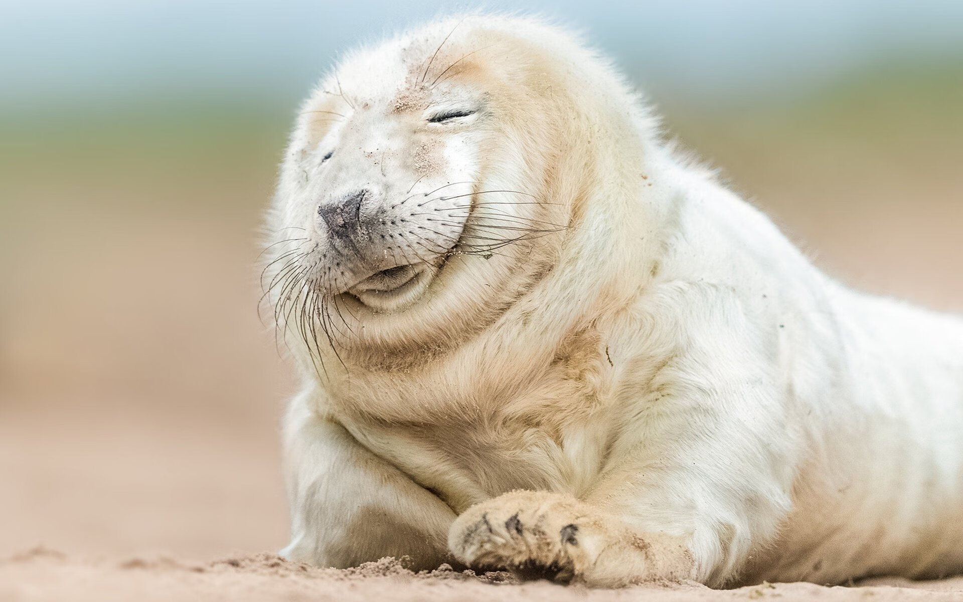 布伦森狂砍50+三双导演惊天冷门,森林狼跨联盟热身赛掀翻十一冠王广东队