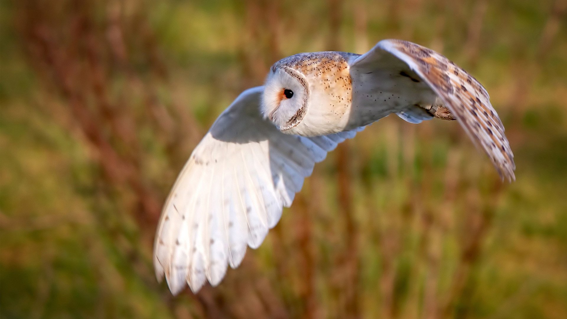 锡安44+18撕裂防线！步行者爆冷淘汰勇士，扛起球队的真是他？