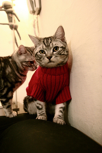 平行宇宙的交叉点，当广厦队翻盘雄鹿，霍勒迪成为关键先生