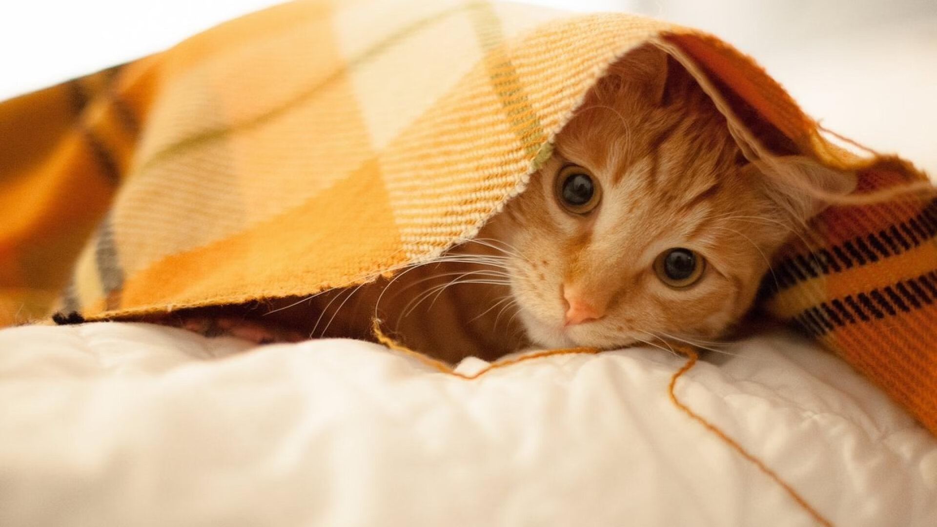 唯一性胜利，奥纳纳领袖风采点燃马赛，争冠战客场力克西班牙强敌