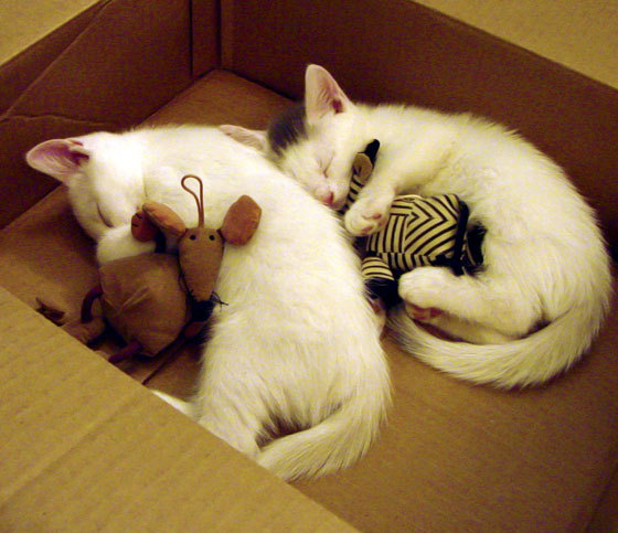 雷恩的黄昏见证，当赖斯的统治力定义了一场唯一的对决