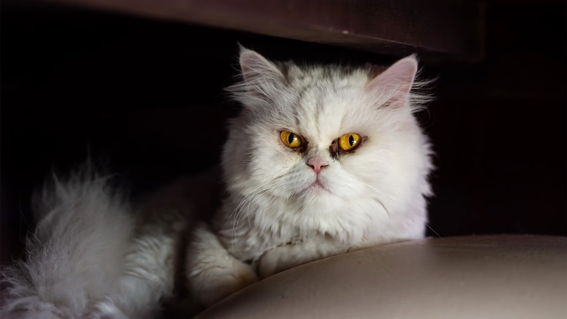 卡拉斯科一剑封喉,墨西哥铁壁战术彻底压制委内瑞拉