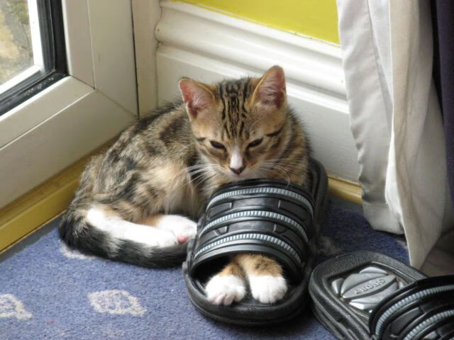 绿茵与硬木的对话,当梅西式魔法在NBA赛场上演