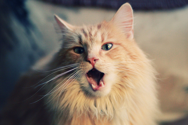 沙漠奇袭，特奥的弧线撕开摩洛哥防线，委内瑞拉完成战术突围