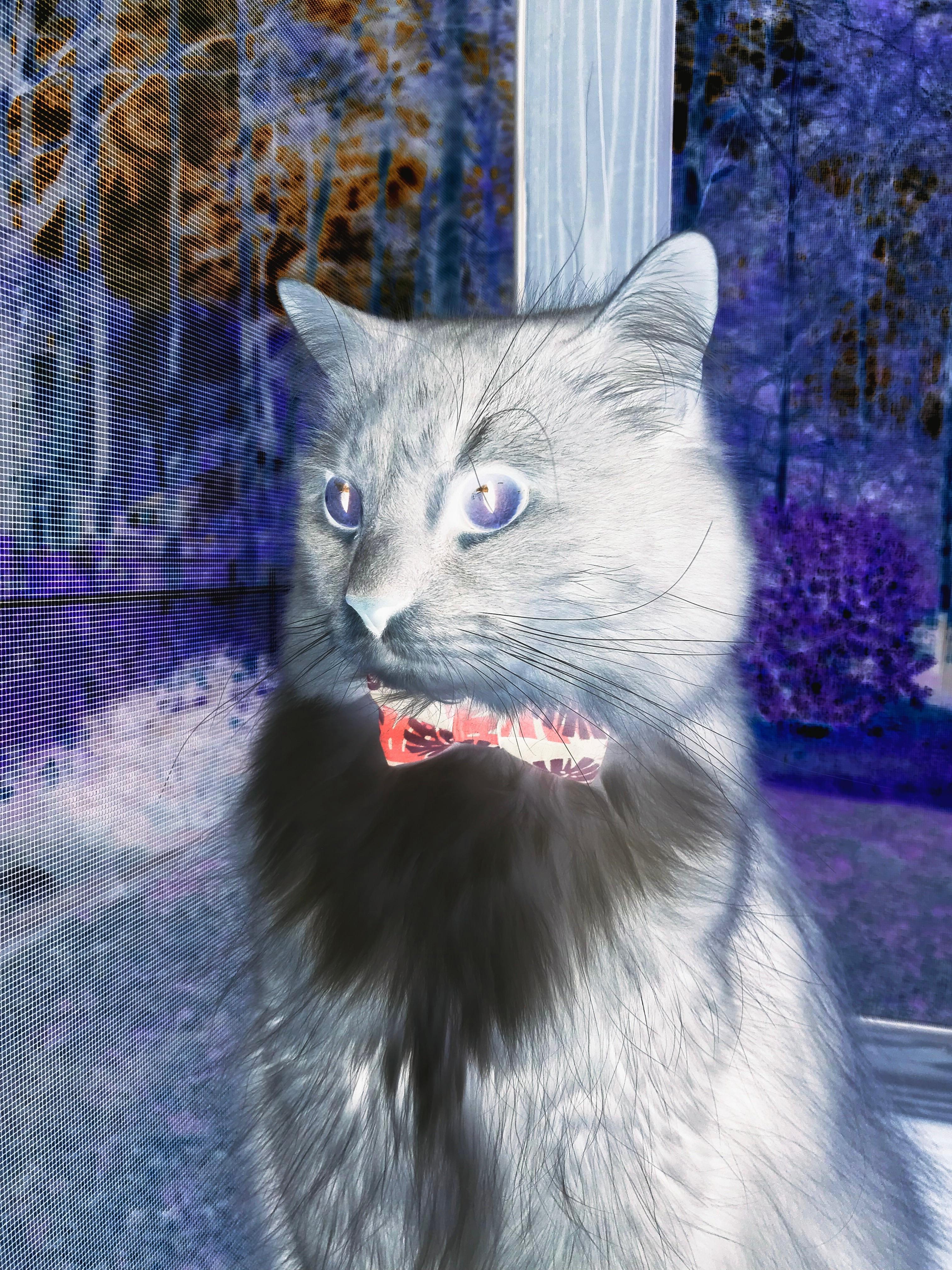 将速度写成诗，法比尼奥在争冠之夜的唯一杰作