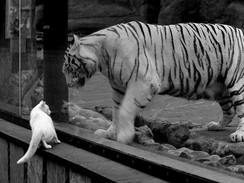 圣日耳曼奇迹之夜，当边缘人奥亚尔萨瓦尔成为唯一胜负手