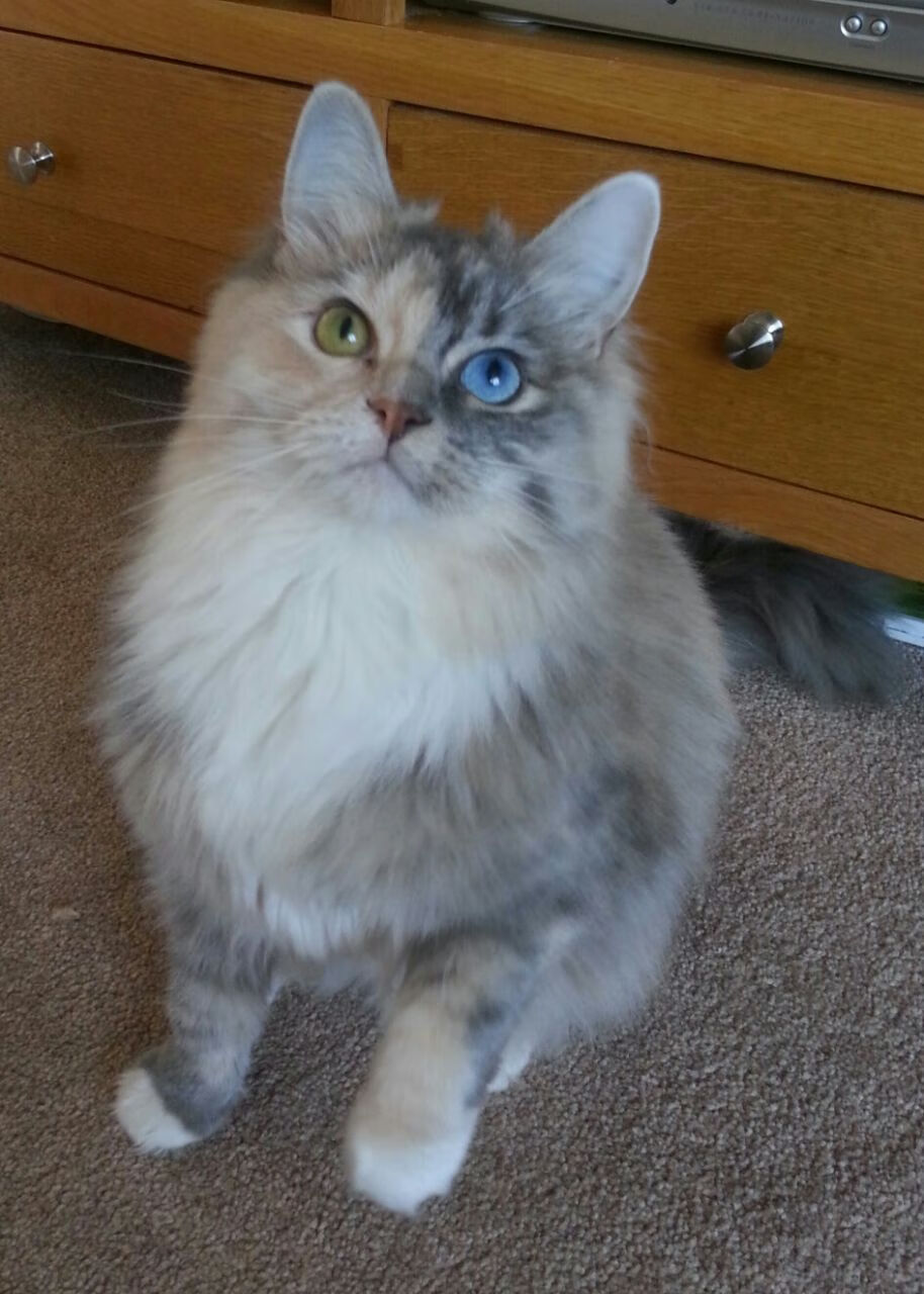 金玟哉一夫当关，那不勒斯攻克佛罗伦萨