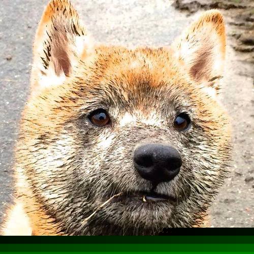 戈贝尔镇守禁区送出5次封盖 活塞末节发力逆转尼克斯