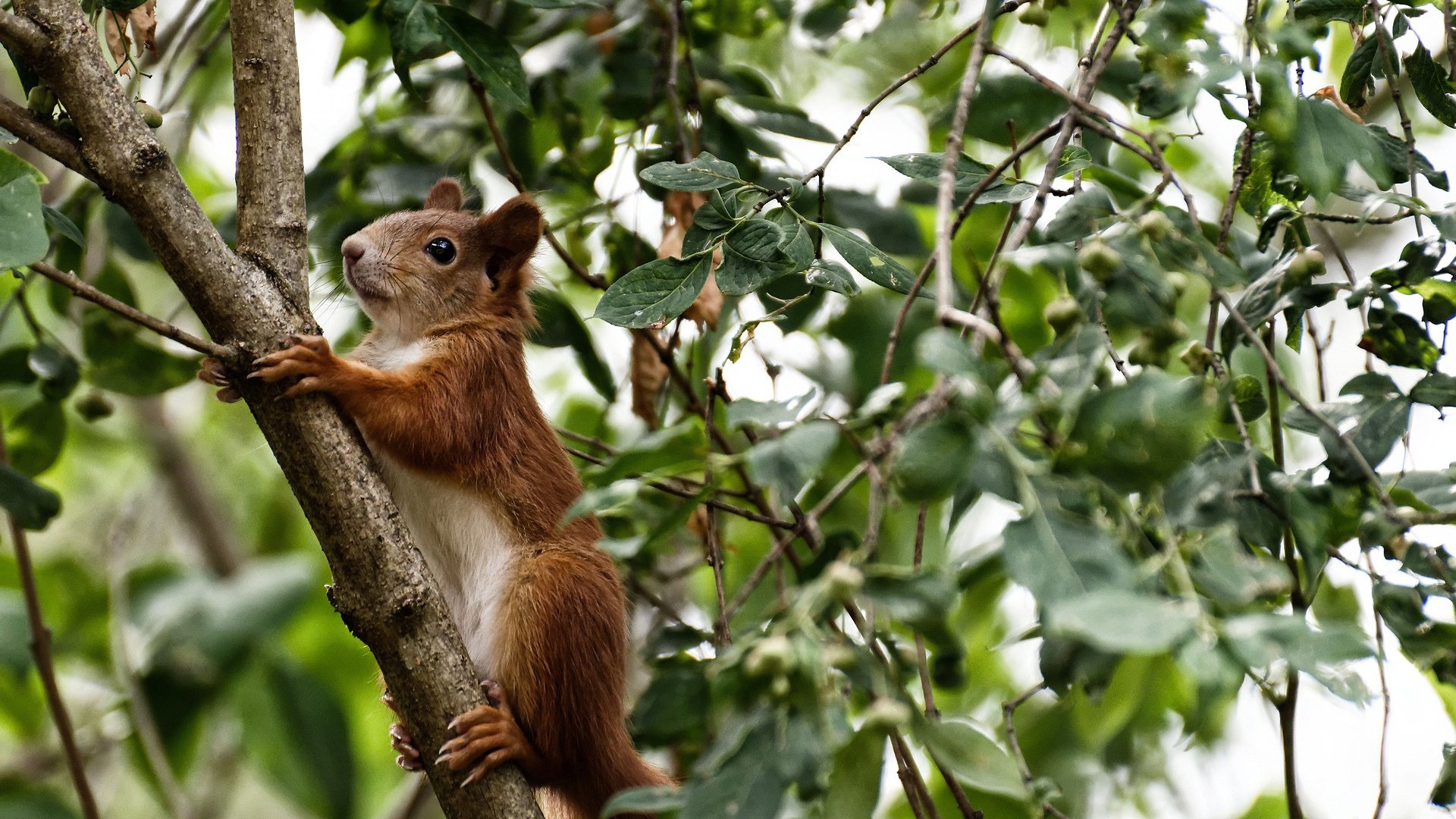 钢铁城墙与蓝色风暴,门迪神级封锁,亚特兰大强行终结乌克兰足球奇迹