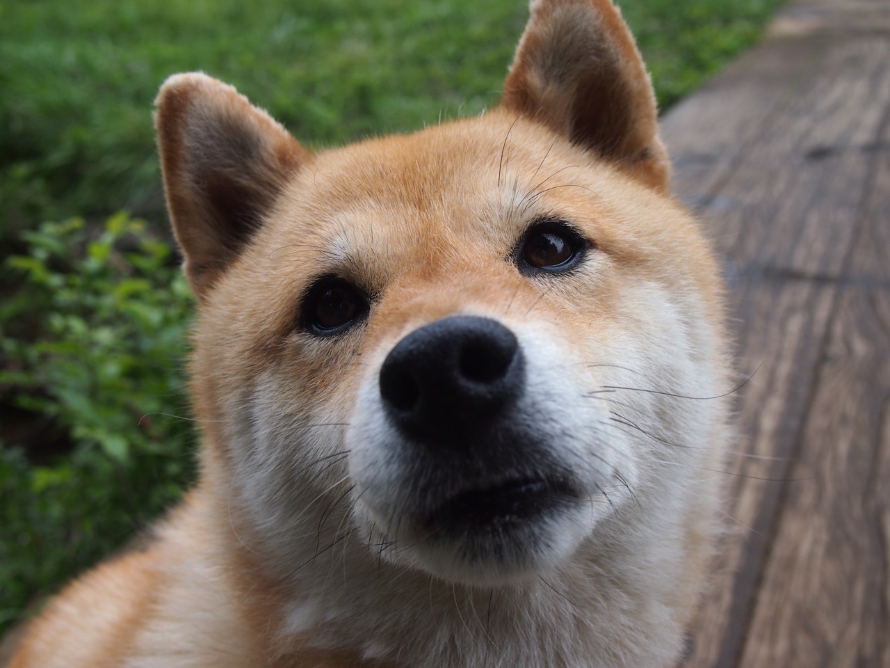 波斯铁骑对阵红白之盾，恩佐一剑封喉的史诗之夜