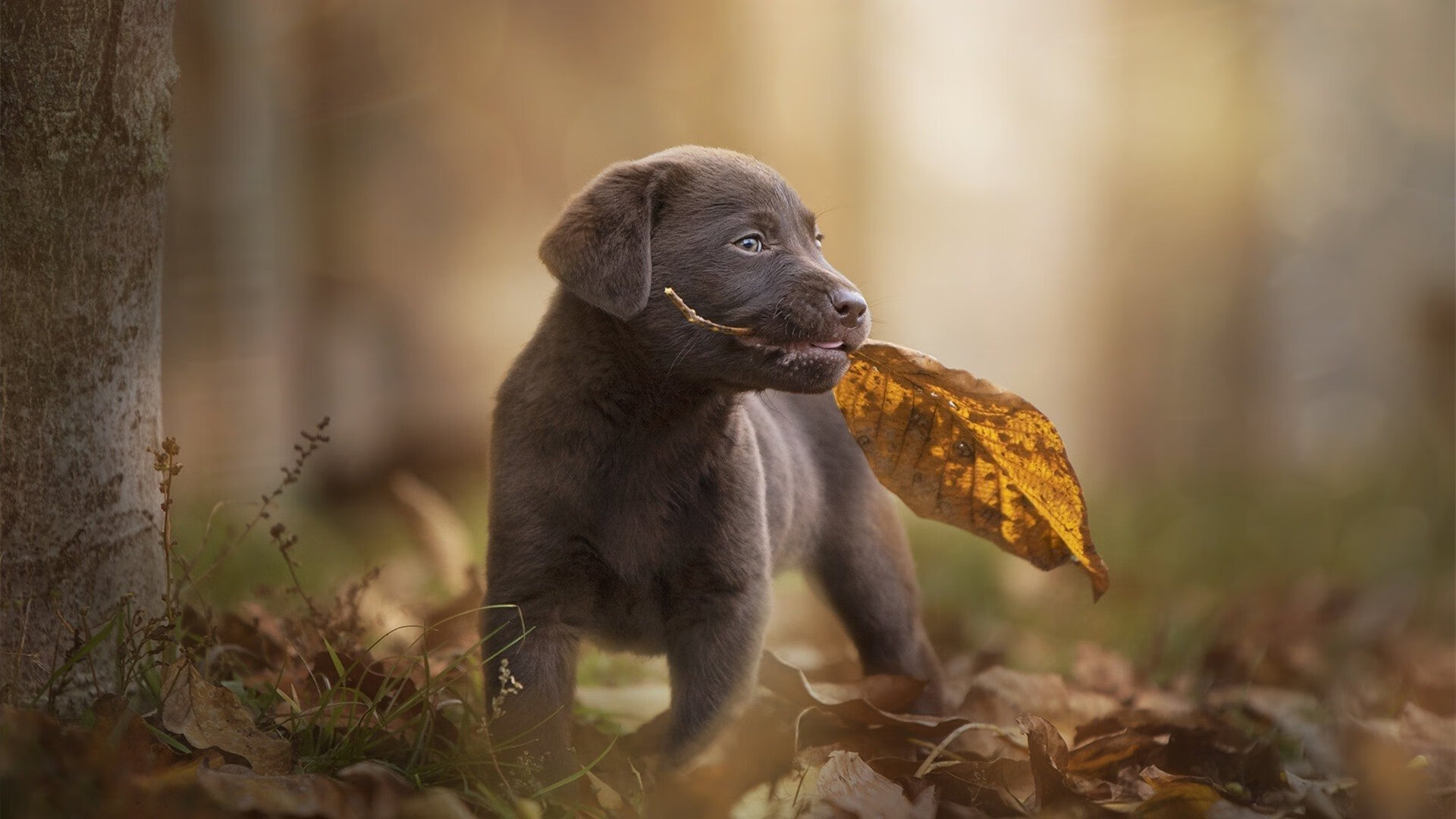 蓝色火焰焚尽神话，那不勒斯的理性复仇夜