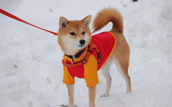 钢铁后卫化身绝杀者,巴斯托尼那一夜改写的不仅是比分