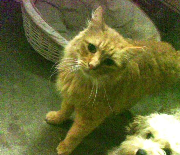 命运交叉口,当德甲陷入窒息缠斗,新西兰在世界杯撕开历史裂口